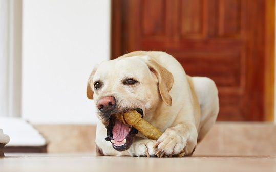 Can Dogs Chew On Wine Corks?