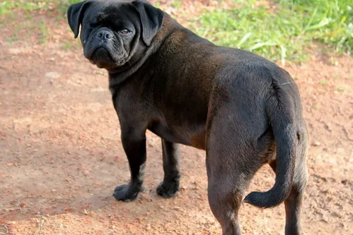 Why Is My Pugs Tail Down?