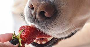 Can My Dogs Eat Strawberries?