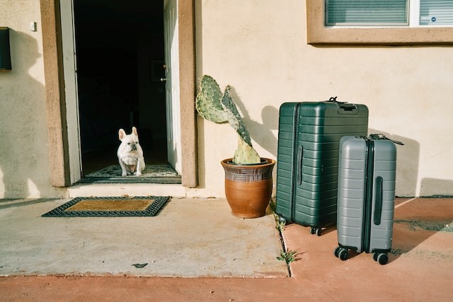 vacation with your dog and cat
