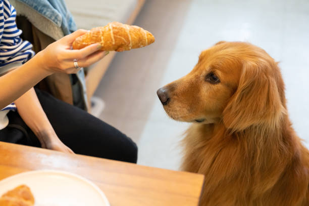CAN DOGS EAT CROISSANTS?