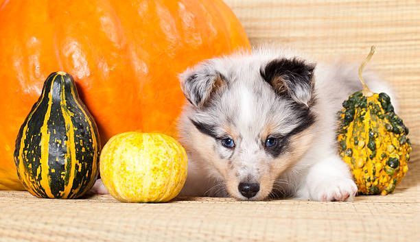 CAN DOGS HAVE BUTTERNUT SQUASH?