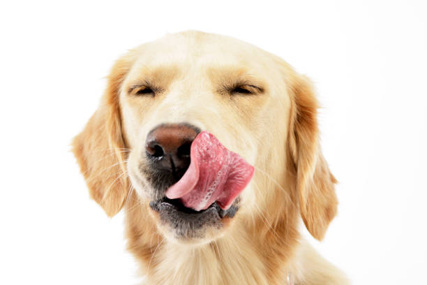 Dog Constantly Lick His Lips