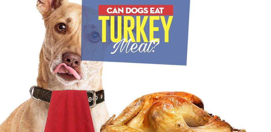 Dogs Eat Sliced Deli Turkey?