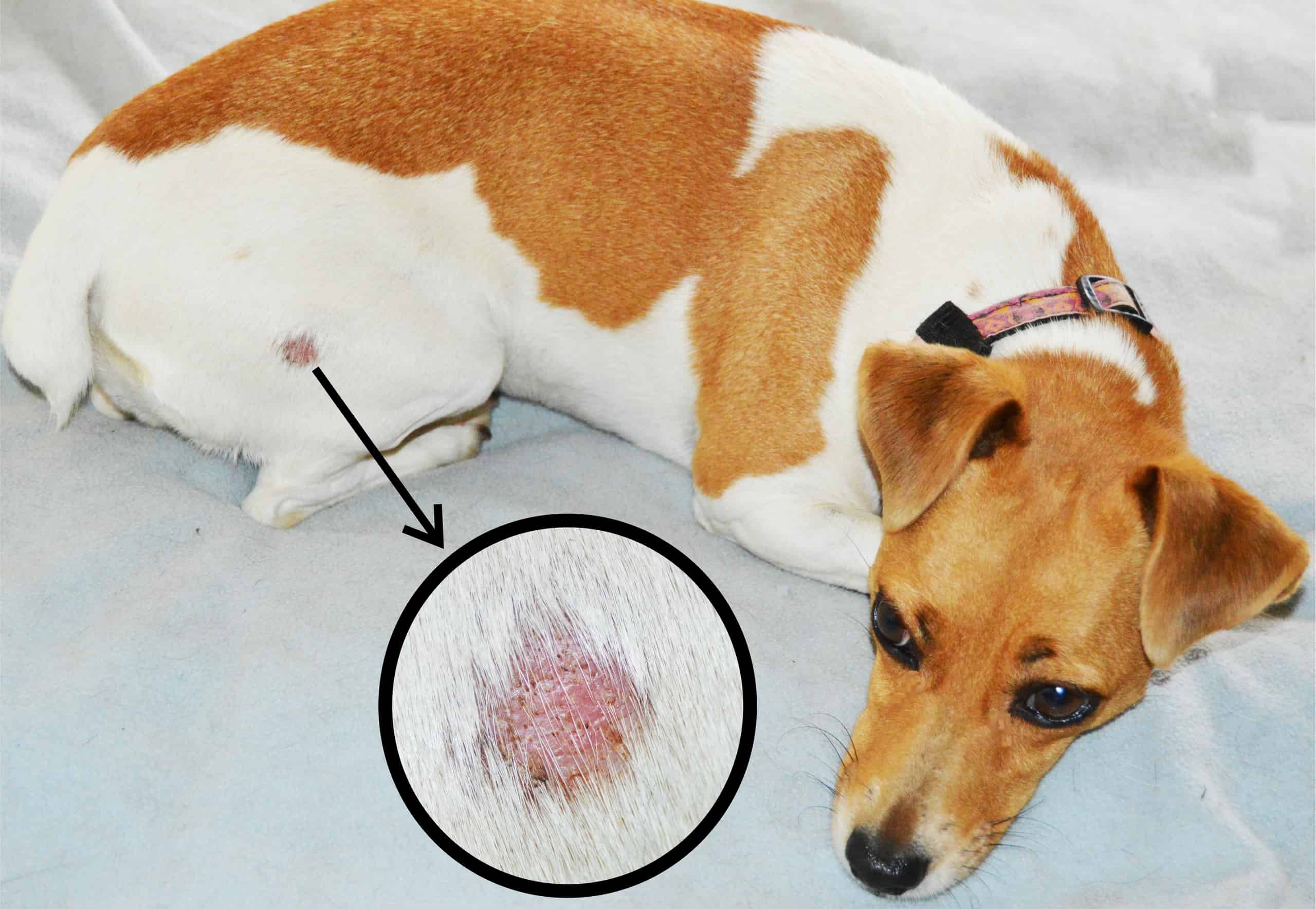 What Does A Ringworm Look Like On A Dog